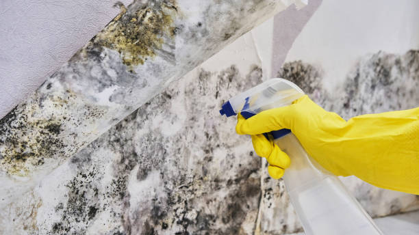 Best Local water damage restoration  in Dublin, TX